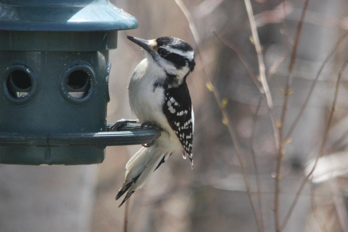 Hairy Woodpecker - ML161807971