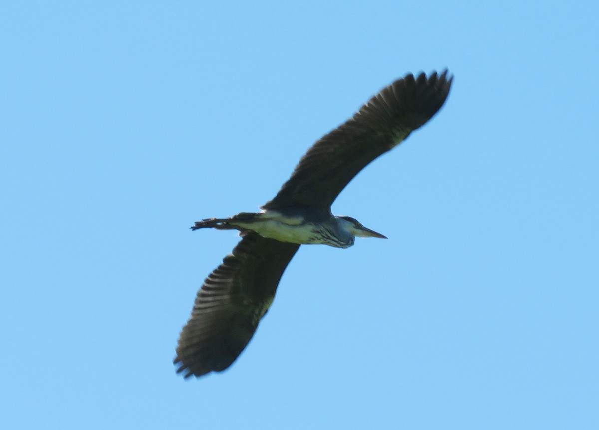 Gray Heron - ML161808481