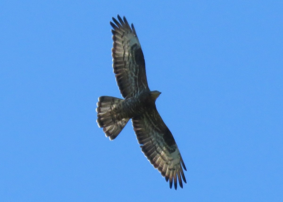 European Honey-buzzard - ML161809061