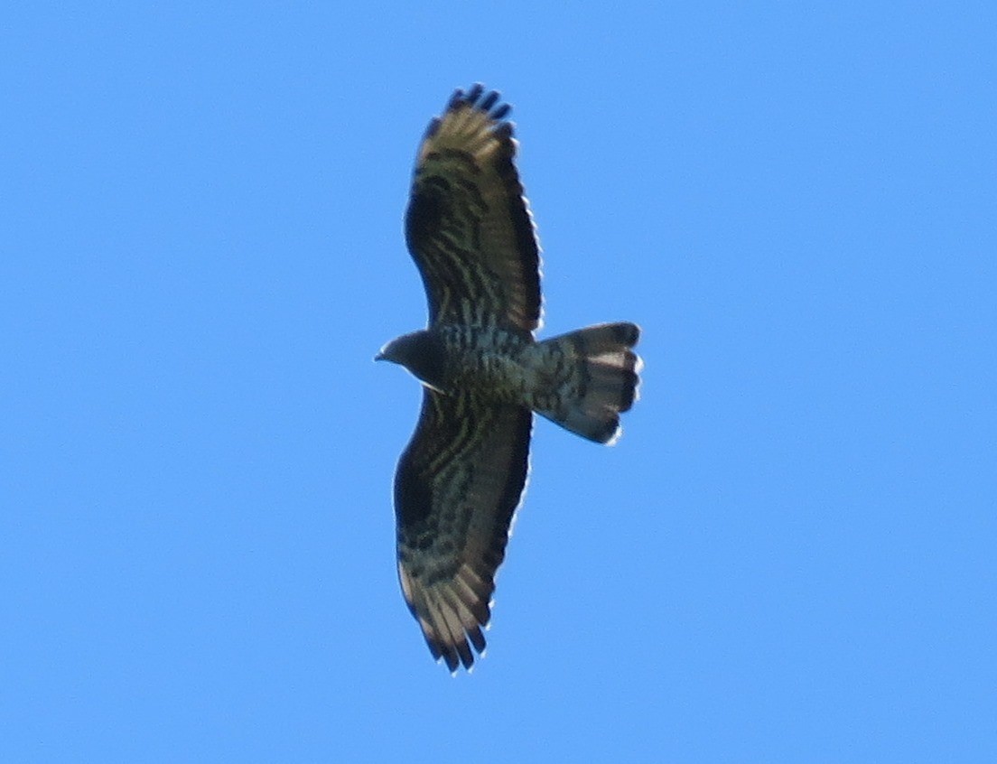 European Honey-buzzard - ML161809161