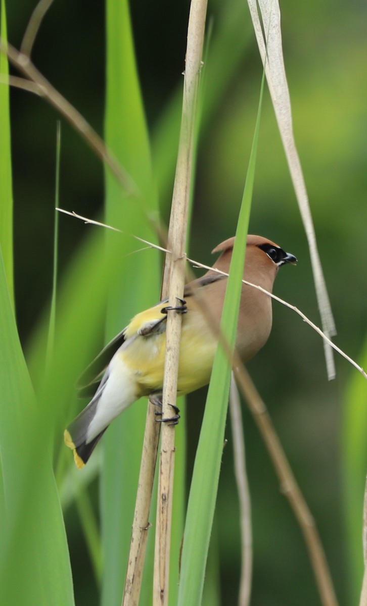 Cedar Waxwing - ML161809881
