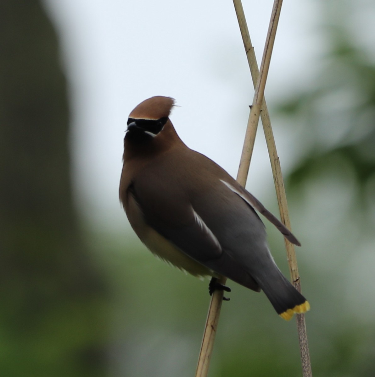 Cedar Waxwing - ML161809891