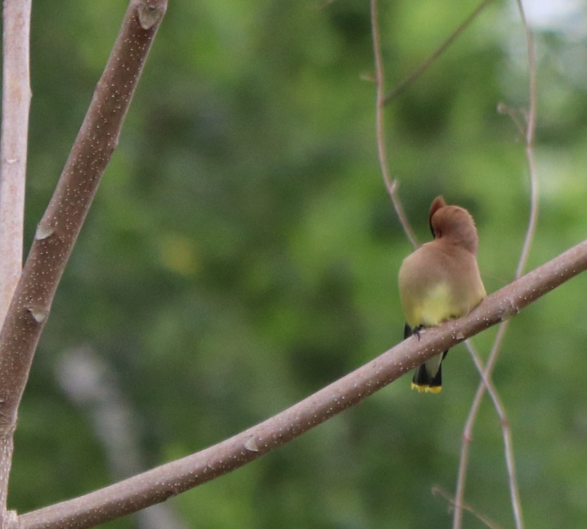 Cedar Waxwing - ML161809941