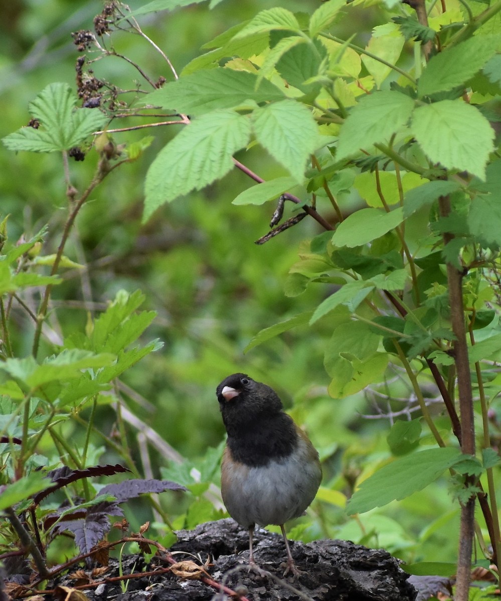 Dark-eyed Junco - ML161810231