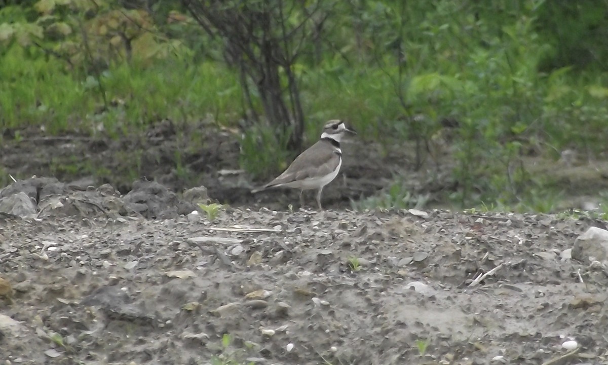 Killdeer - ML161810891