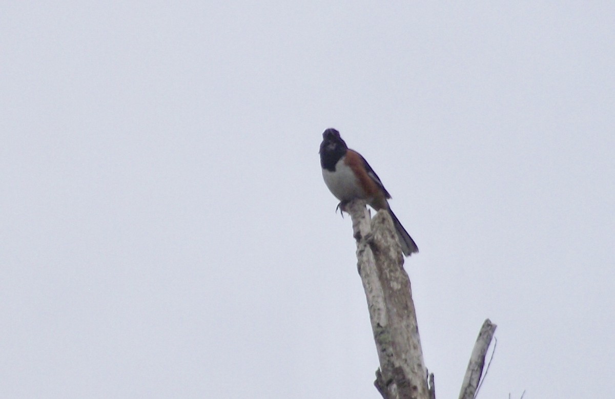 Eastern Towhee - ML161811111