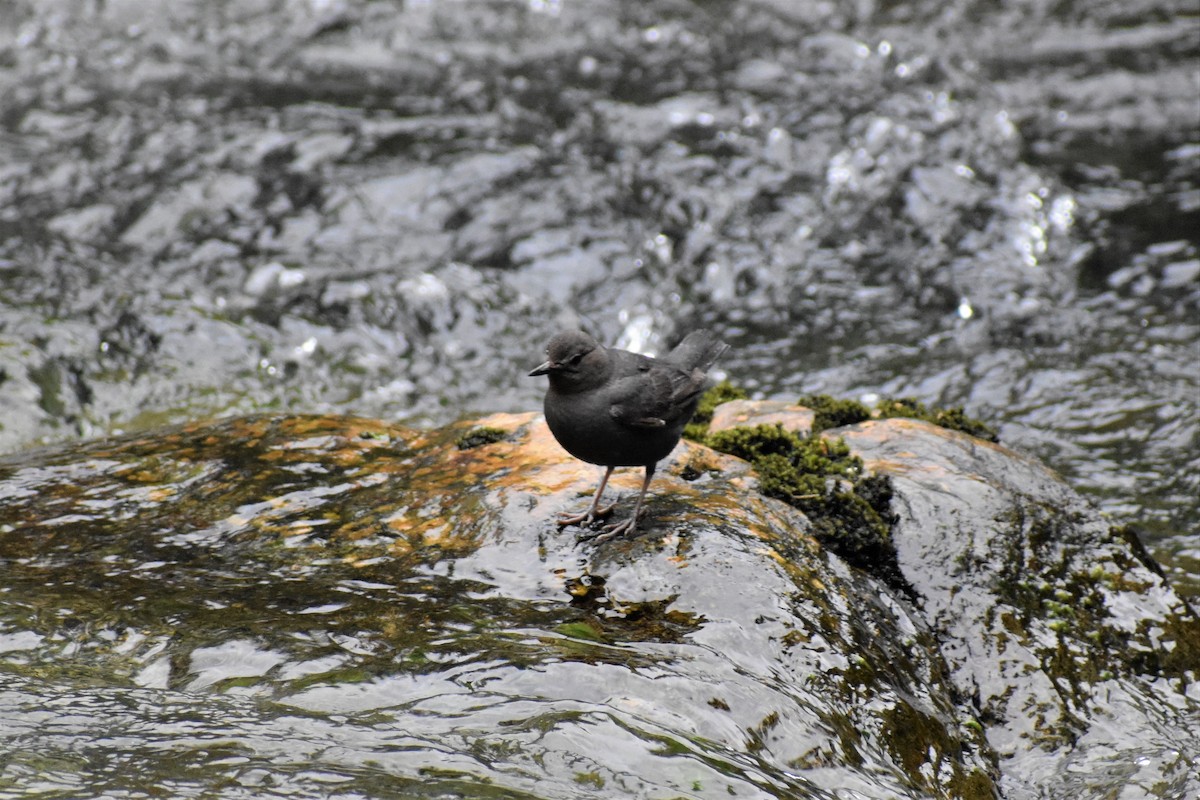 American Dipper - ML161811481