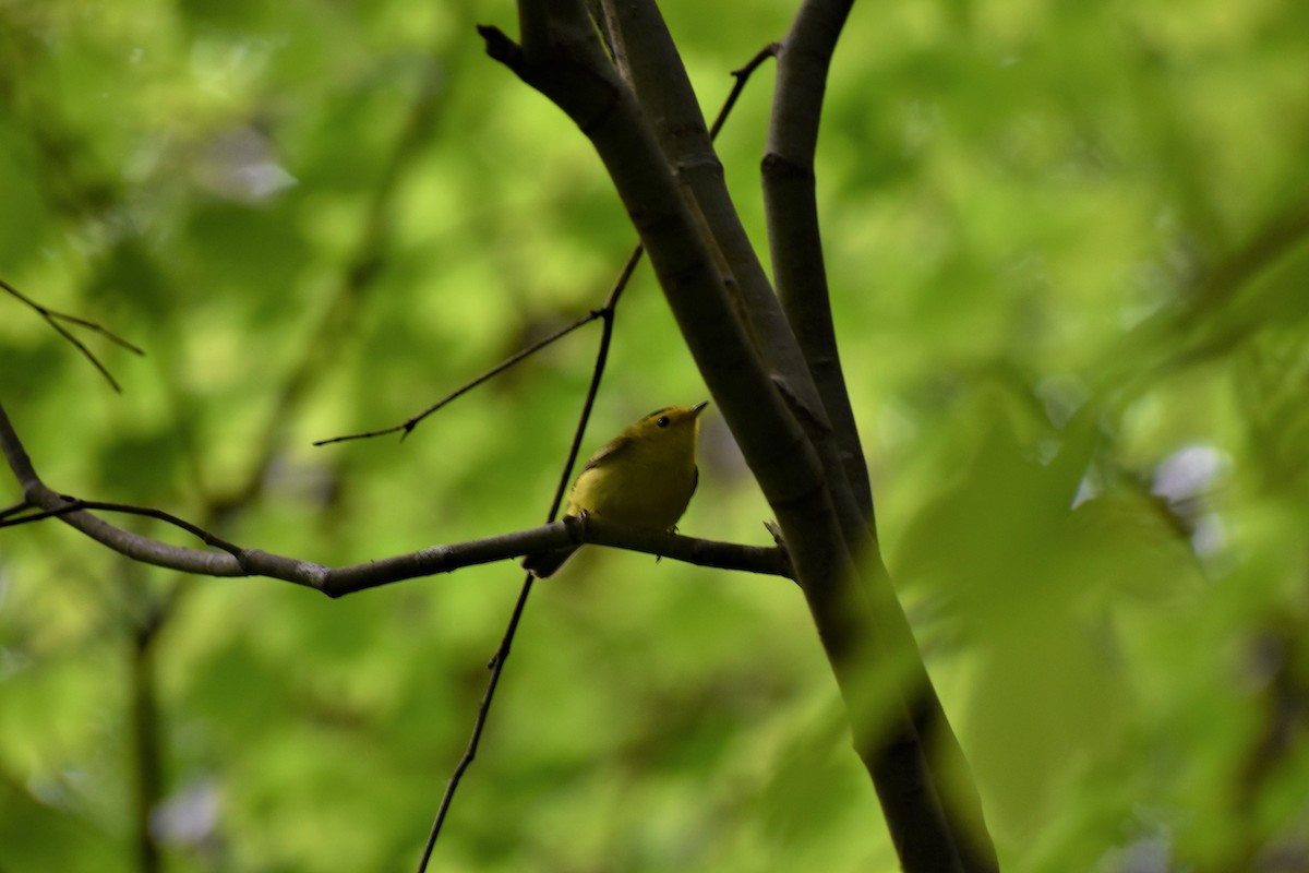 Wilson's Warbler - ML161811551