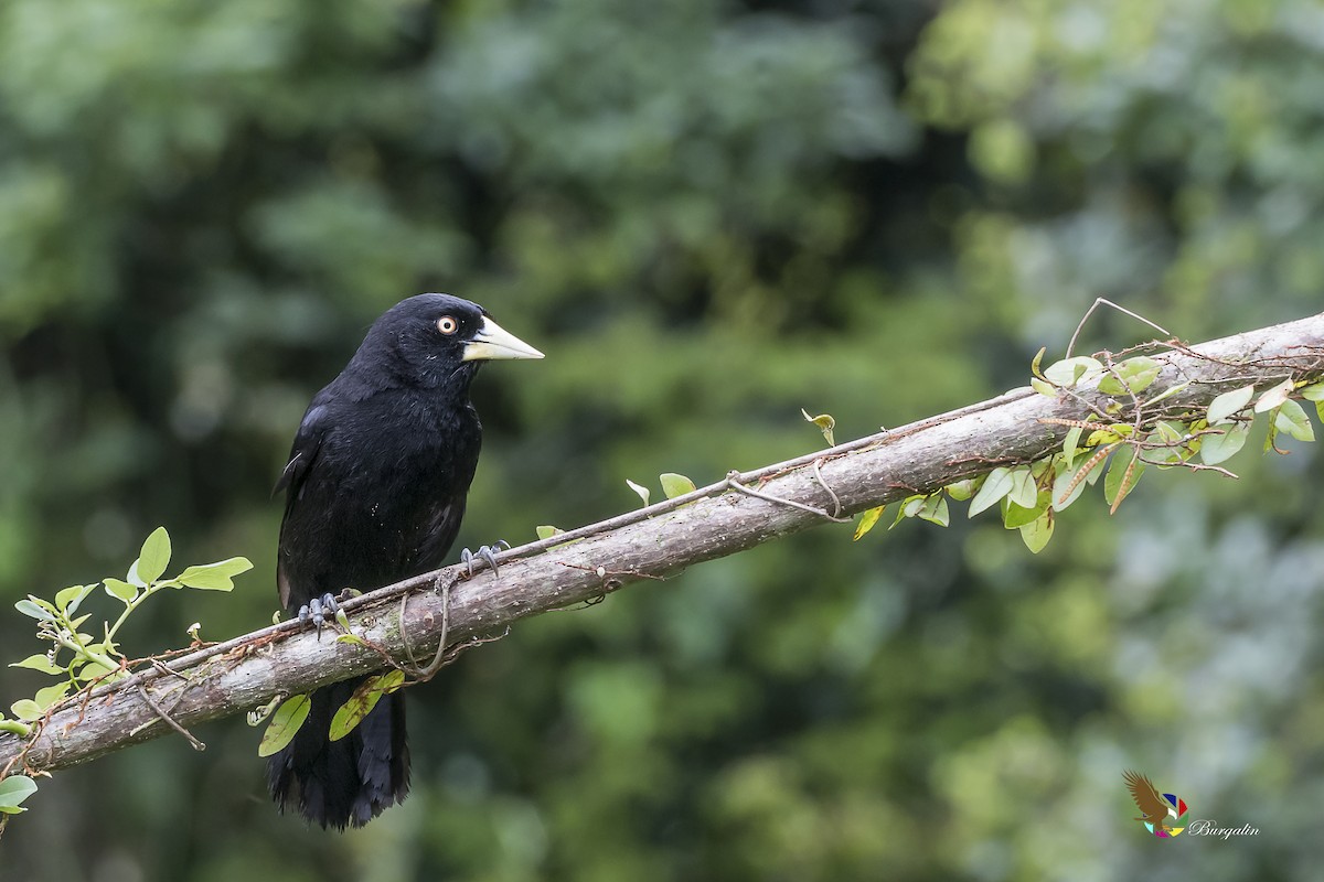 Yellow-billed Cacique - ML161811761