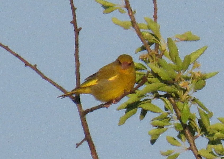 European Greenfinch - ML161812271