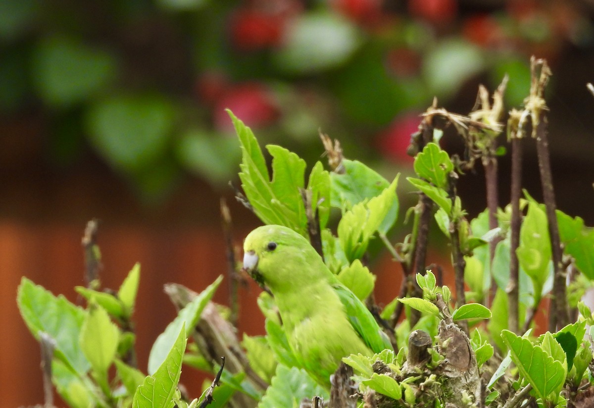 Cobalt-rumped Parrotlet - ML161817301