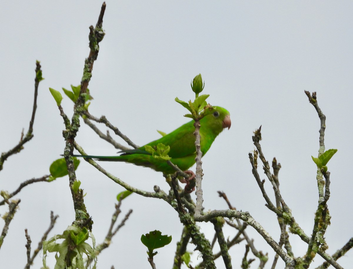 Cobalt-rumped Parrotlet - ML161817401