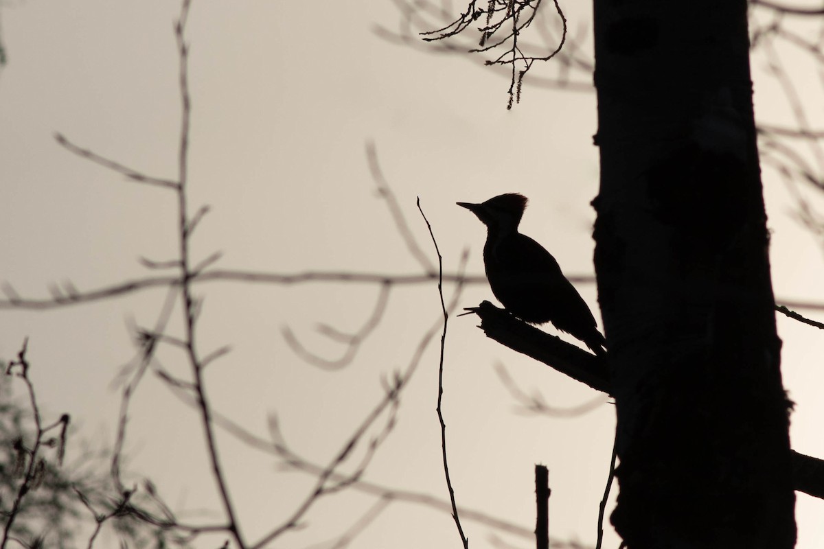 Pileated Woodpecker - ML161817641
