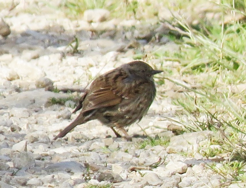 Dunnock - ML161817971