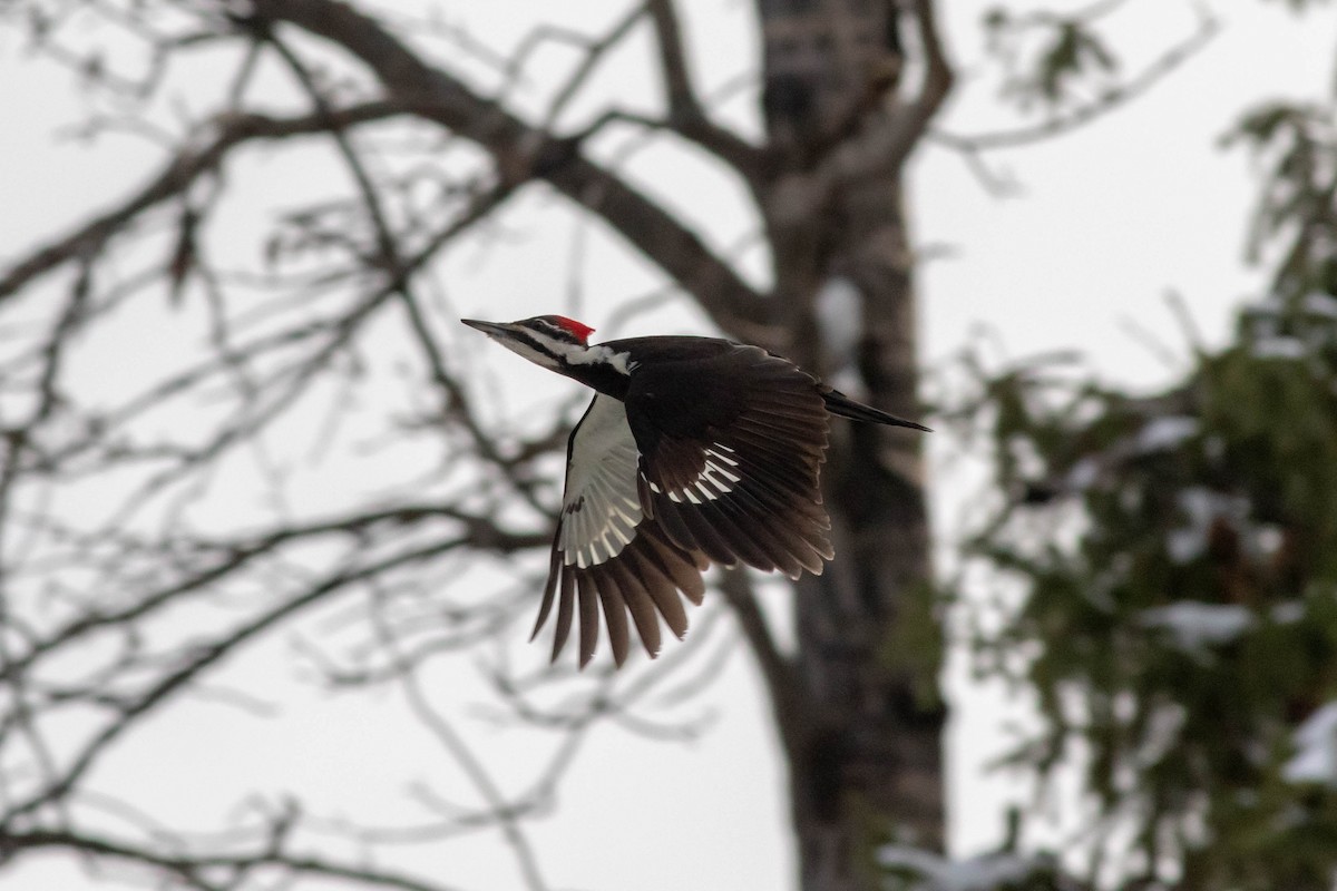 Pileated Woodpecker - ML161818021