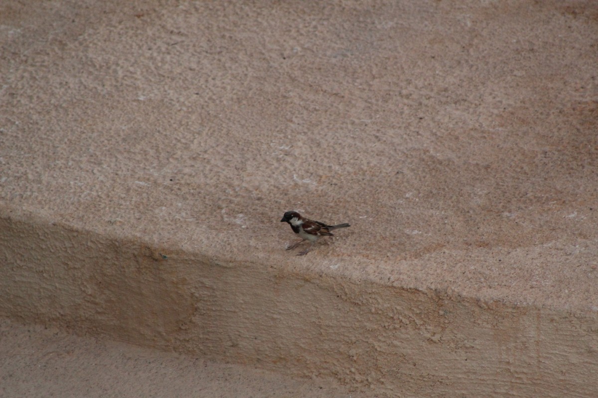 House Sparrow - ML161819851