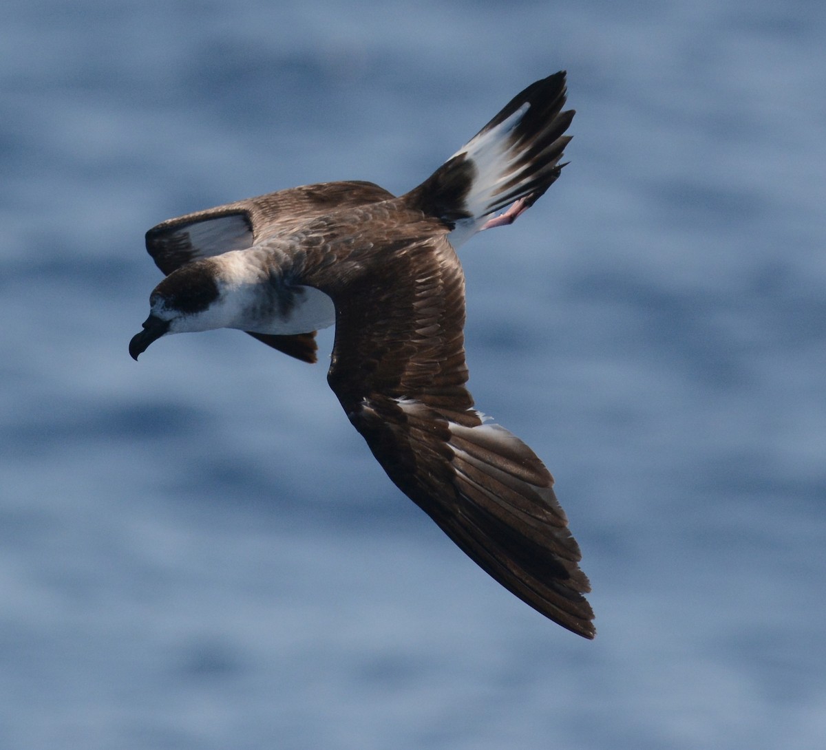 Black-capped Petrel - Frank Hawkins