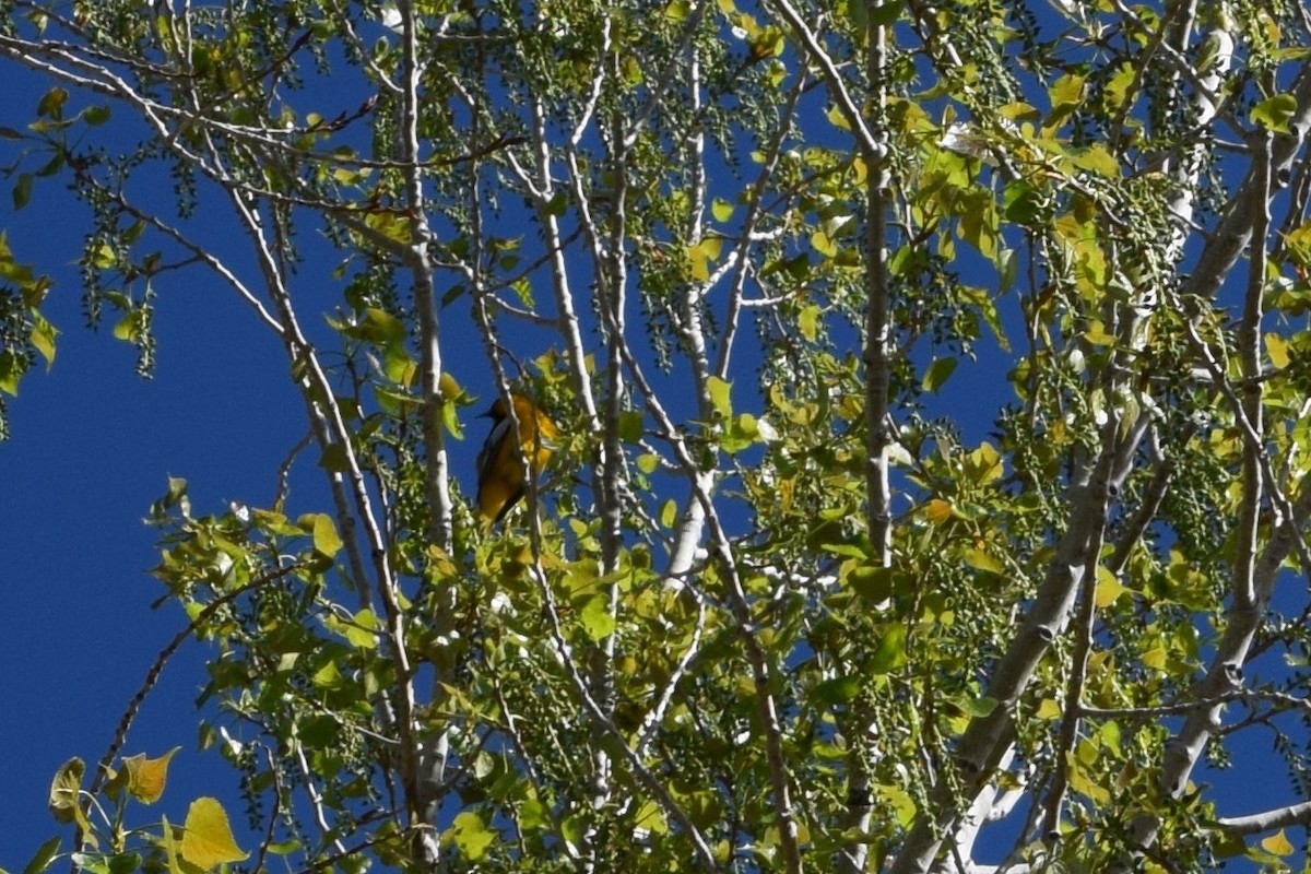 Bullock's Oriole - ML161820961
