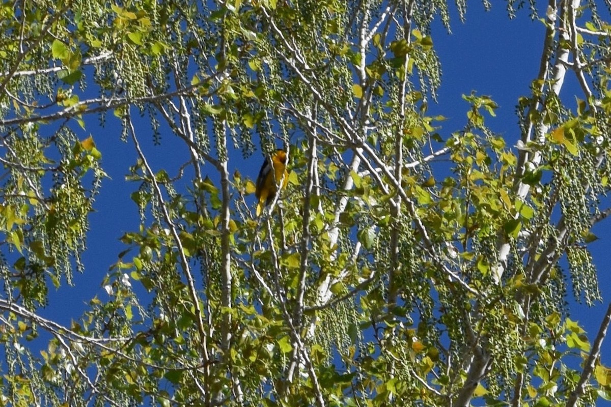 Bullock's Oriole - ML161820971