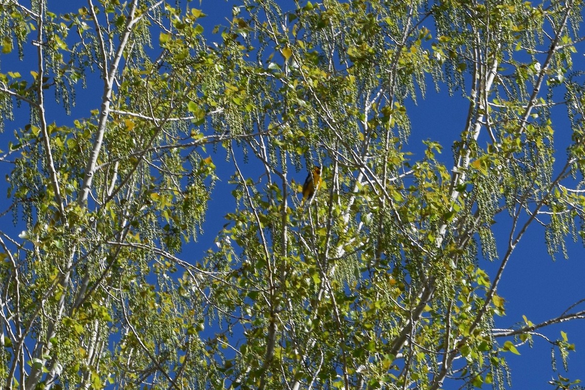 Bullock's Oriole - ML161820981