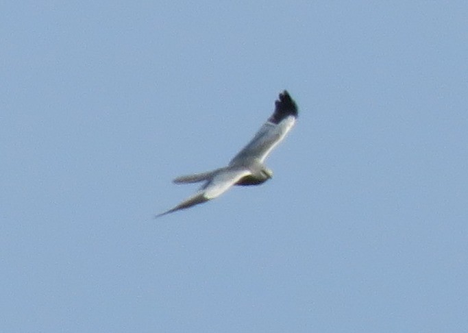 Montagu's Harrier - ML161822911