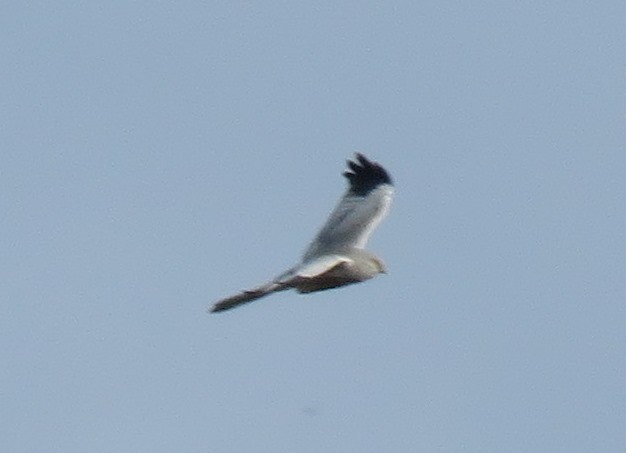 Montagu's Harrier - ML161822991