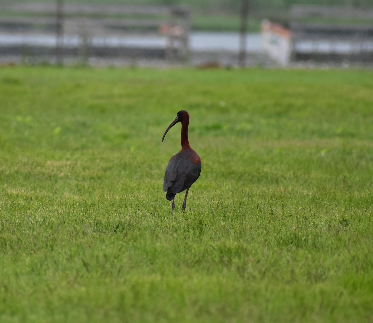ibis hnědý - ML161823001