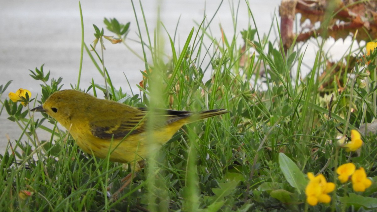 Paruline jaune - ML161823211