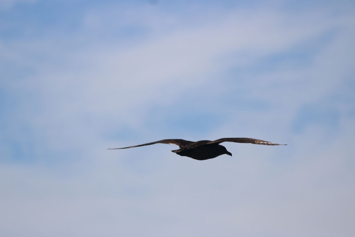 South Polar Skua - ML161825611