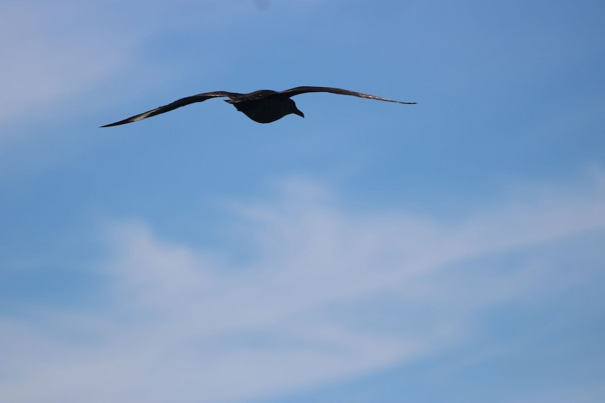 South Polar Skua - ML161825621