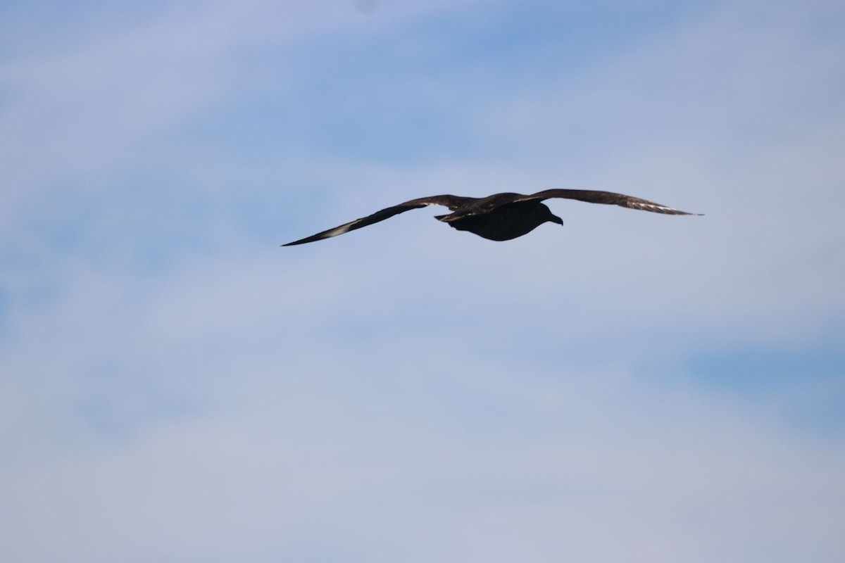 South Polar Skua - ML161825631