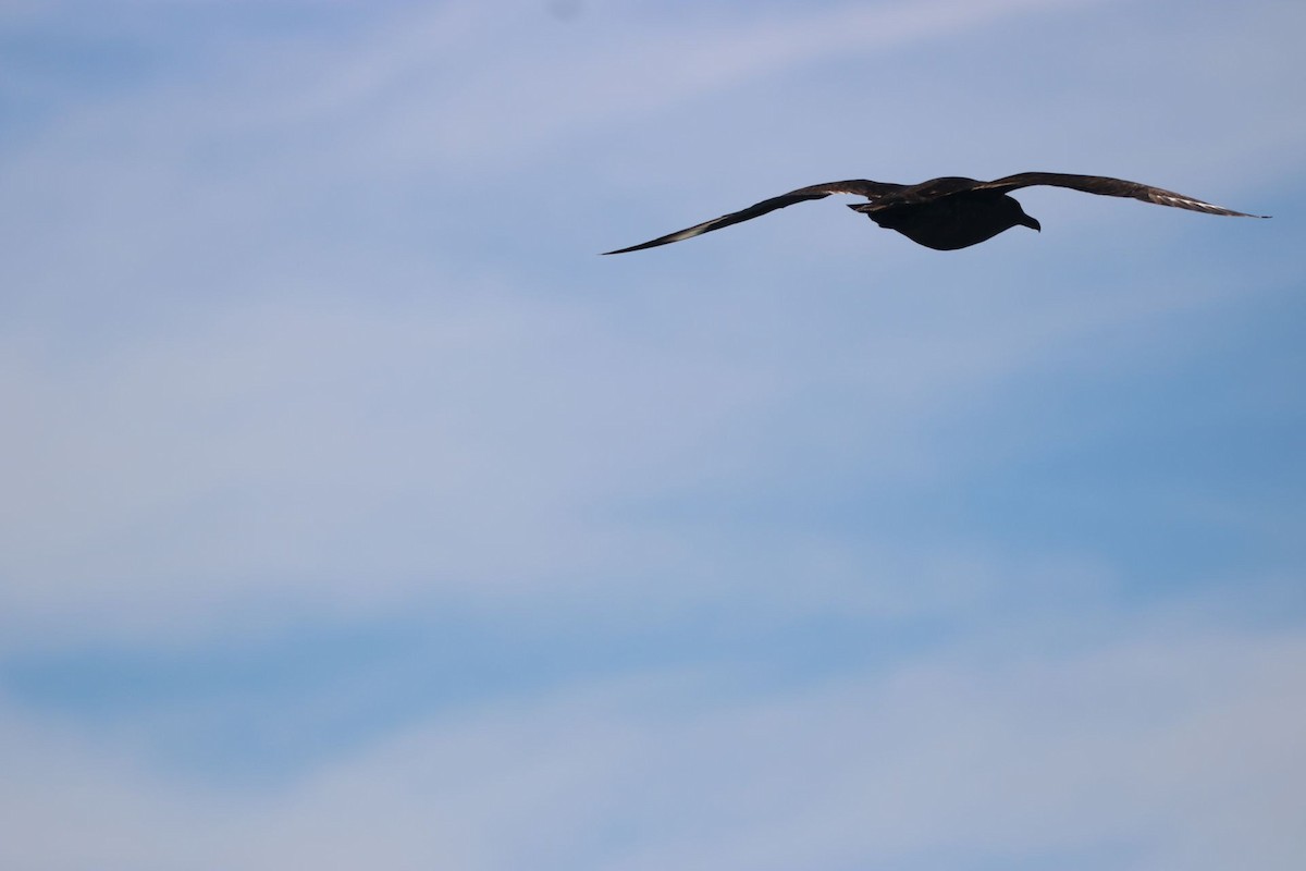 South Polar Skua - ML161825641