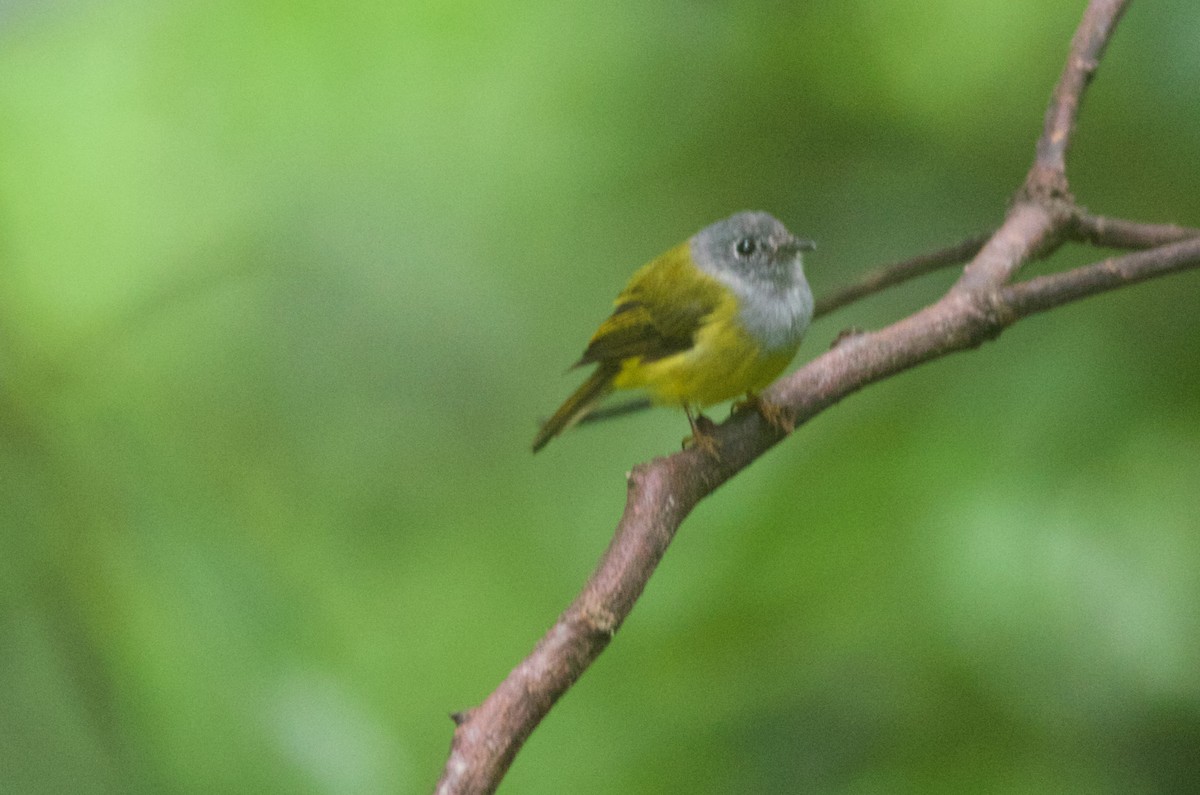 Gray-headed Canary-Flycatcher - ML161827651