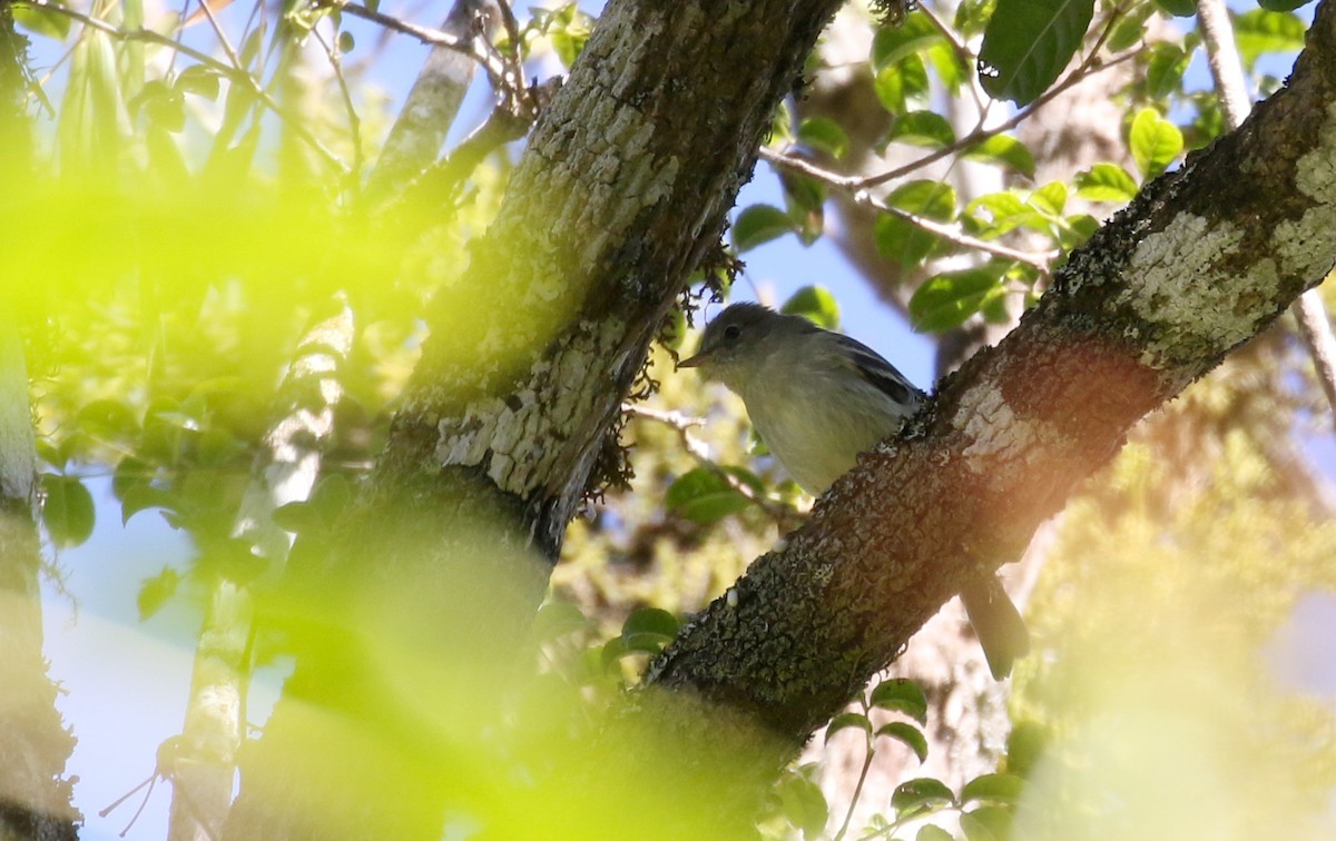 Greater Antillean Elaenia (Hispaniolan) - ML161830031