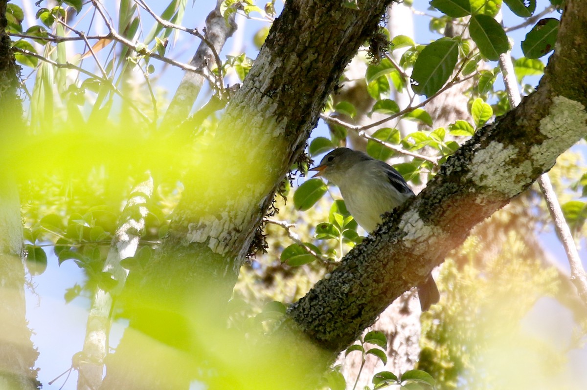 Greater Antillean Elaenia (Hispaniolan) - ML161830081