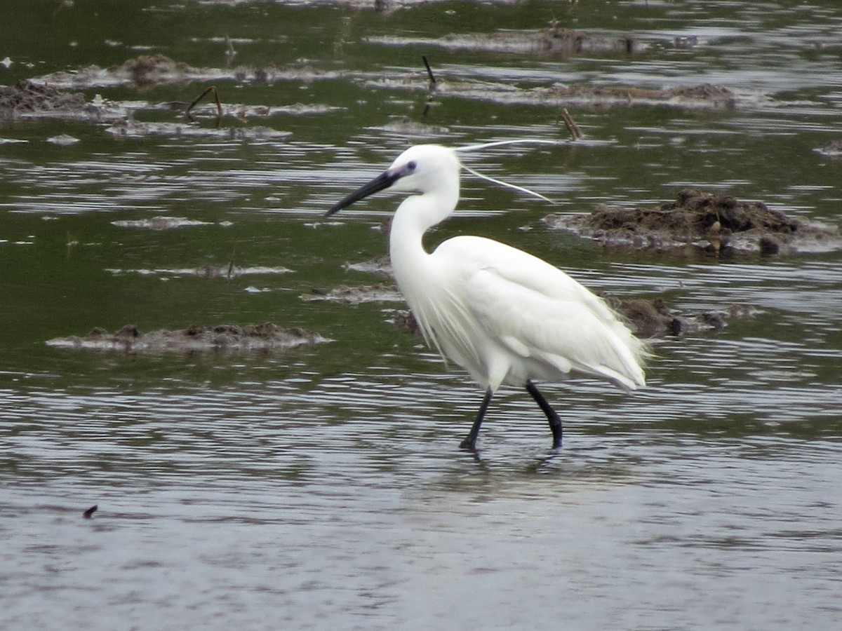 Little Egret - Timothy Fennell