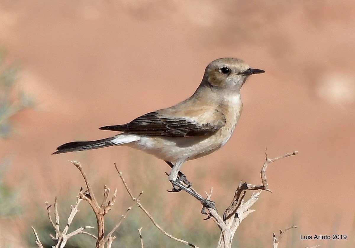 Desert Wheatear - ML161830651