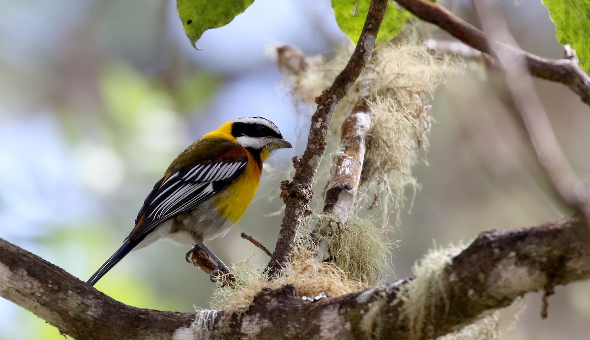 Hispaniolan Spindalis - Jay McGowan