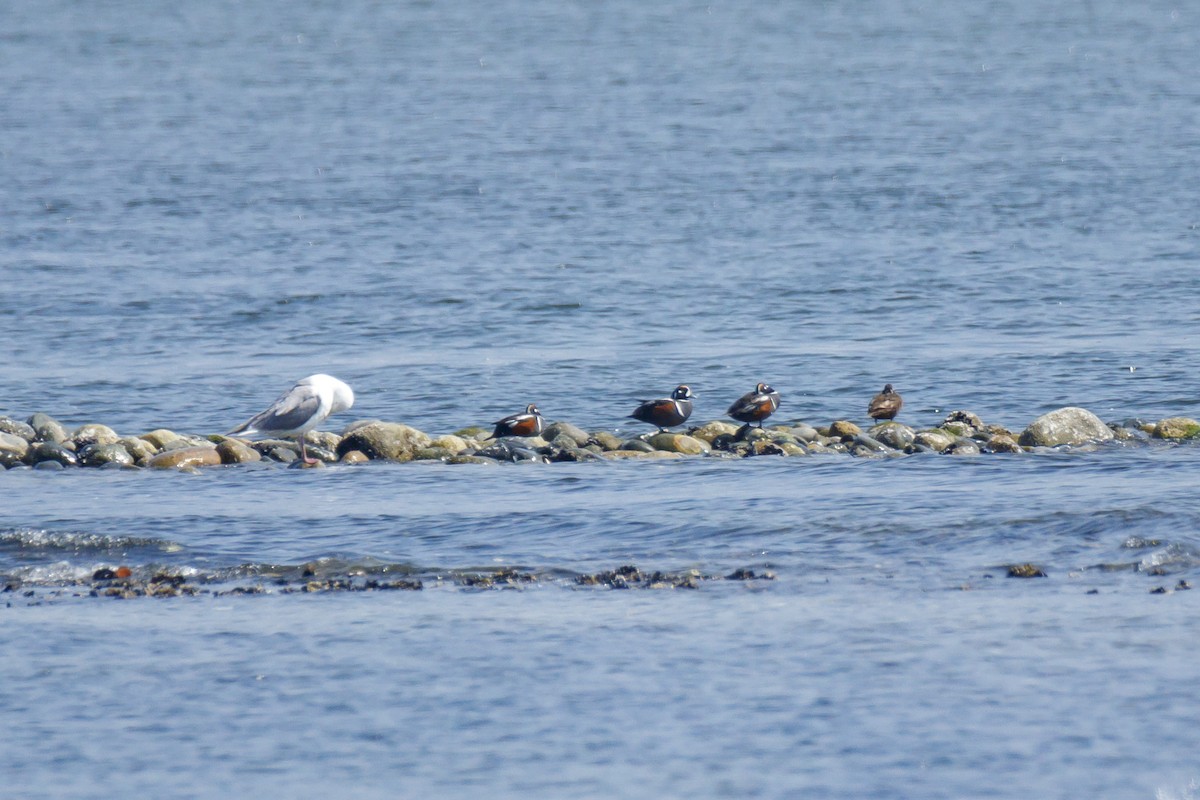 Harlequin Duck - ML161833011