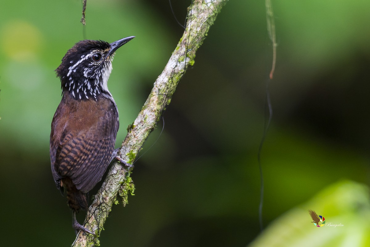 White-breasted Wood-Wren - ML161833211