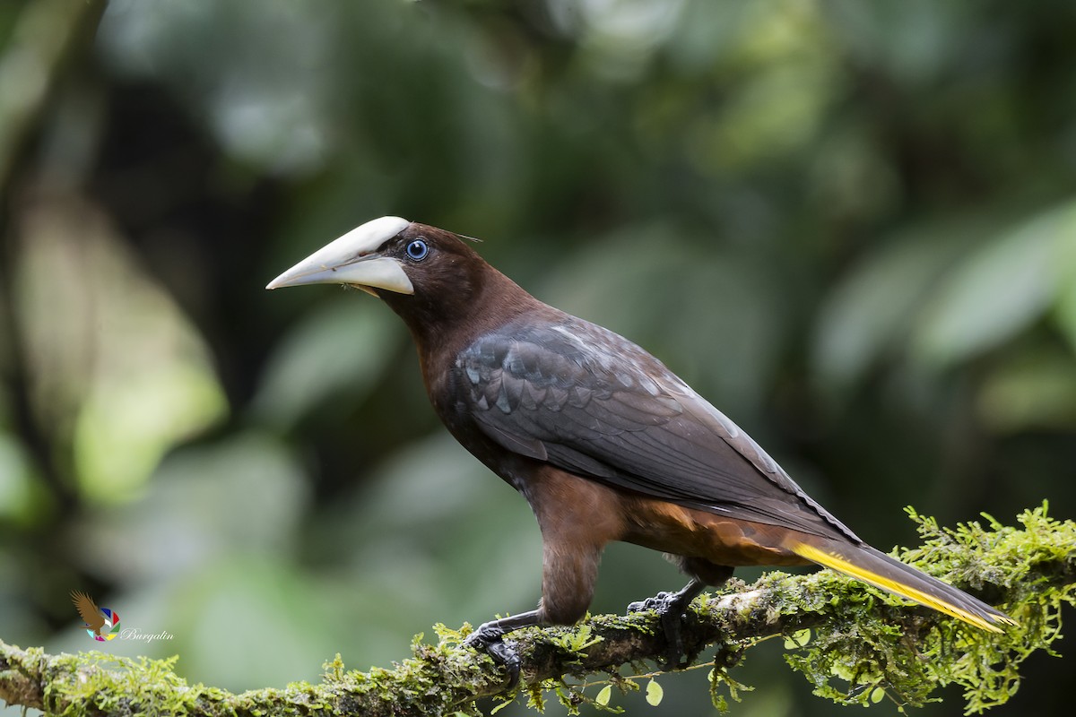 Chestnut-headed Oropendola - fernando Burgalin Sequeria