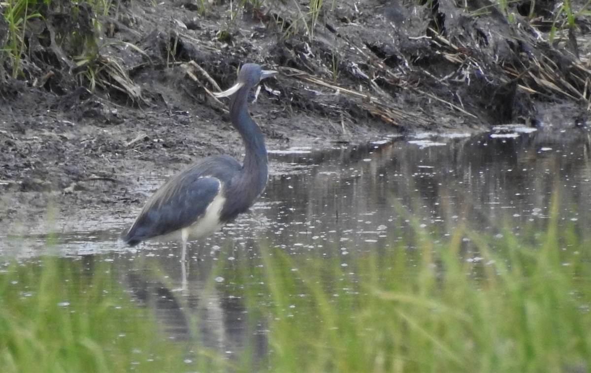 Tricolored Heron - ML161833711