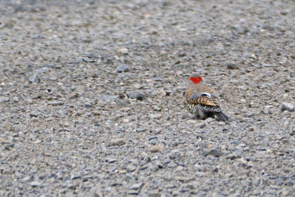 Northern Flicker - ML161834821