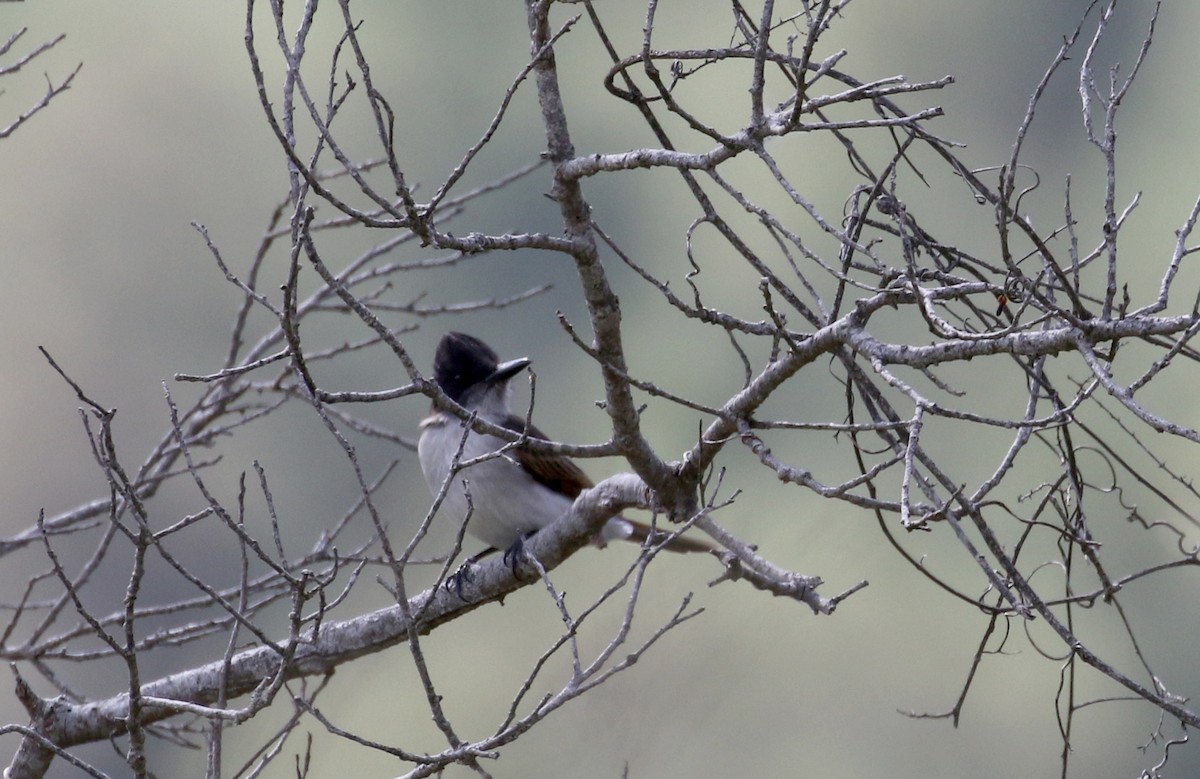 Antillenkönigstyrann (gabbii) - ML161835631