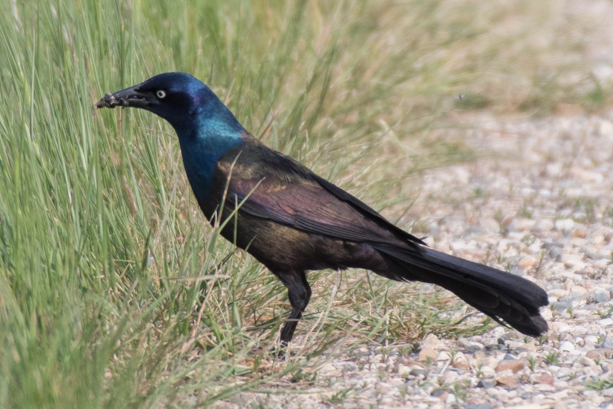 Common Grackle - ML161836071