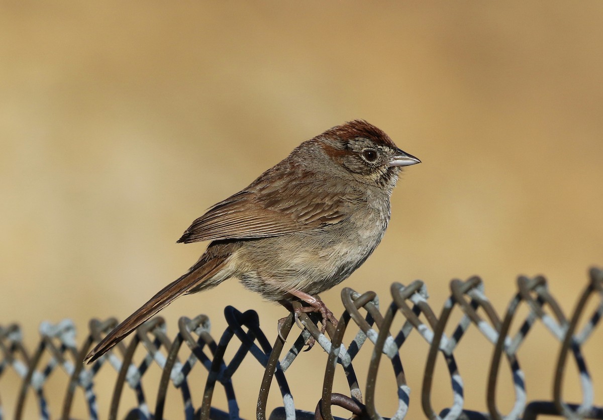 Rufous-crowned Sparrow - Tom Benson