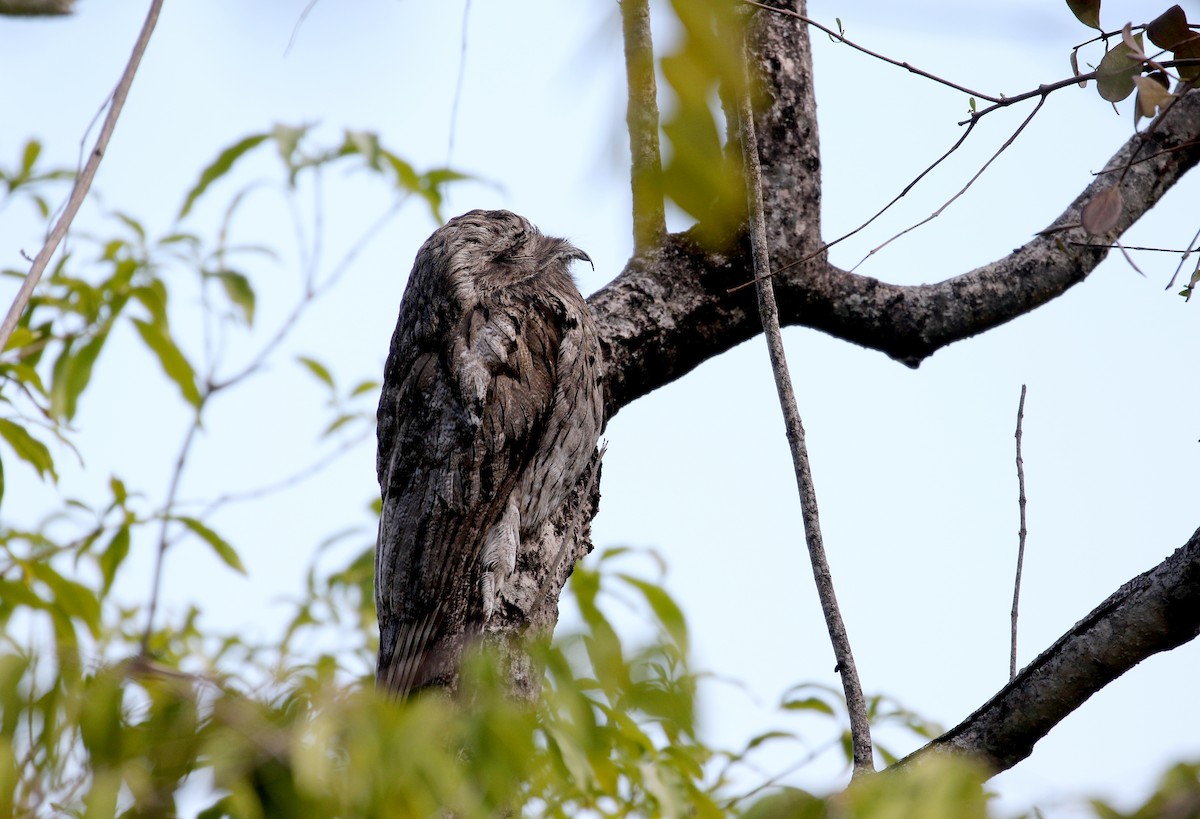 Northern Potoo (Caribbean) - ML161838671