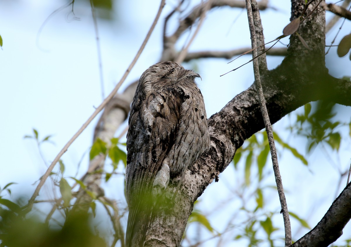 Northern Potoo (Caribbean) - ML161838731