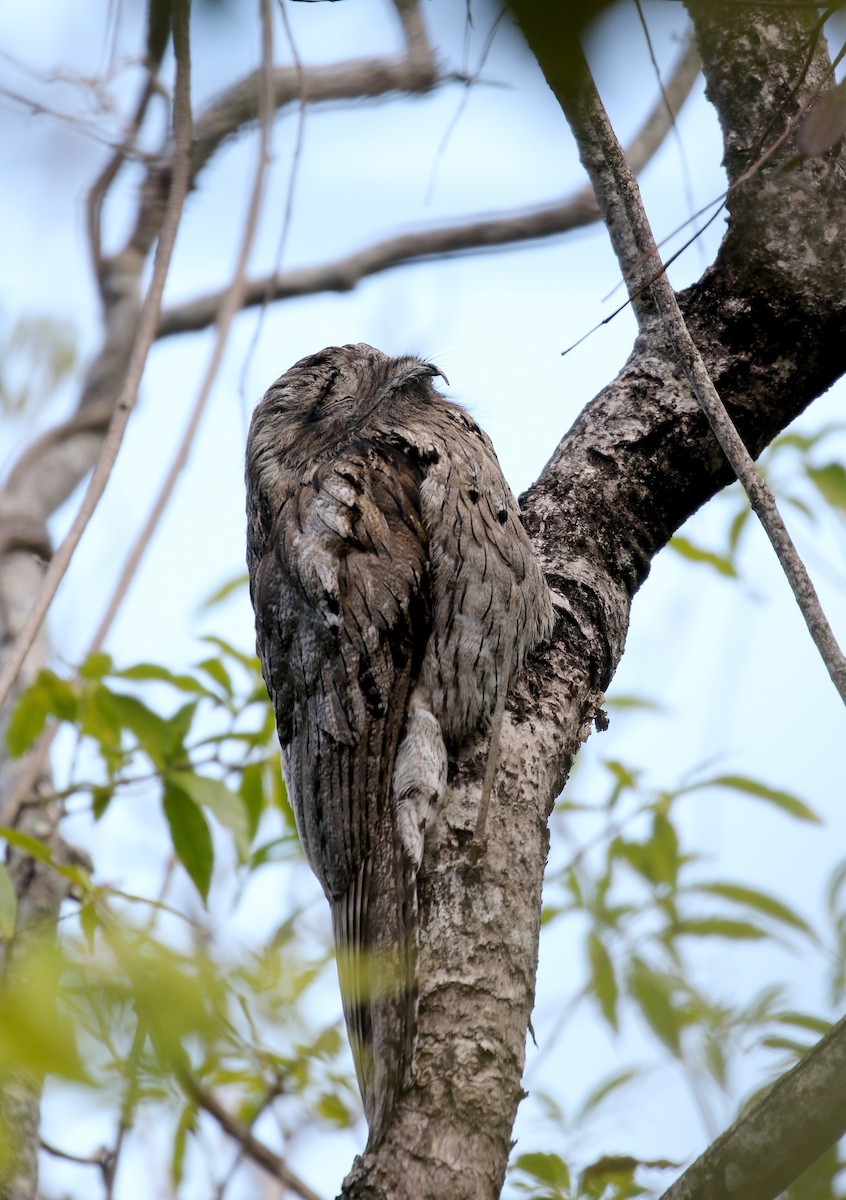 Northern Potoo (Caribbean) - ML161838771