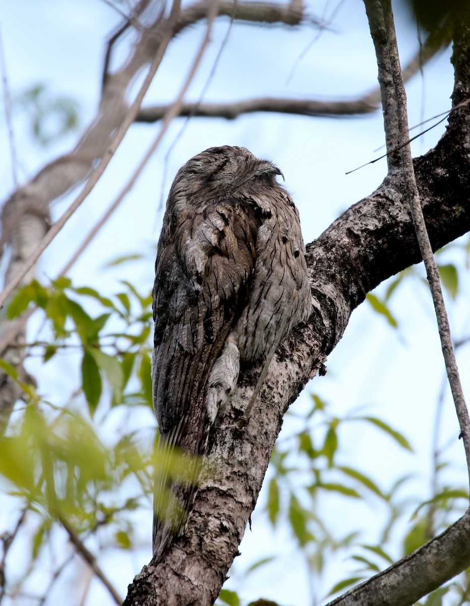 Northern Potoo (Caribbean) - ML161838781